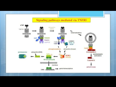 Signaling pathways mediated via TNFR1