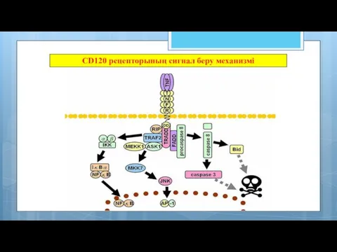 CD120 рецепторының сигнал беру механизмі