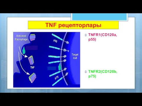 TNF рецепторлары TNFR1(CD120a, p55) TNFR2(CD120b, p75)