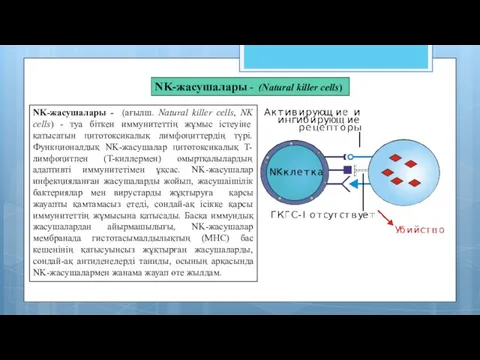 NK-жасушалары - (ағылш. Natural killer cells, NK cells) - туа біткен иммунитеттің жұмыс