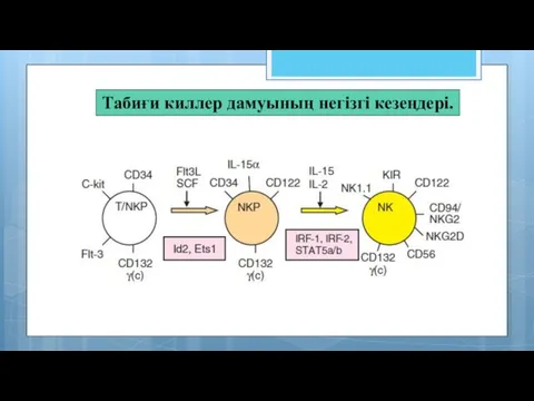 Табиғи киллер дамуының негізгі кезеңдері.