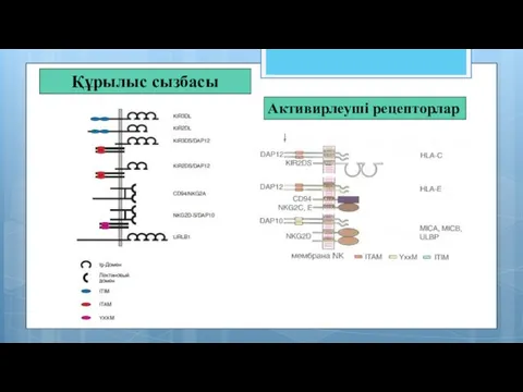 Құрылыс сызбасы Активирлеуші рецепторлар