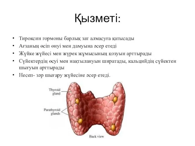 Қызметі: Тироксин гормоны барлық зат алмасуға қатысады Ағзаның өсіп өнуі