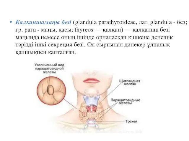 Қалқаншамаңы безі (glandula parathyroideae, лат. glandula - без; гр. рага