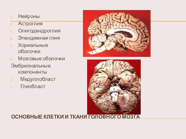 ОСНОВНЫЕ КЛЕТКИ И ТКАНИ ГОЛОВНОГО МОЗГА Нейроны Астроглия Олигодендроглия Эпендимная