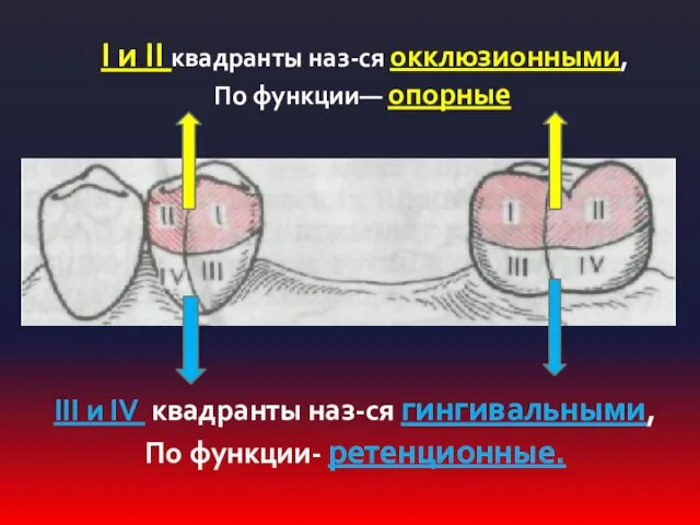 I и II квадранты наз-ся окклюзионными, По функции— опорные III