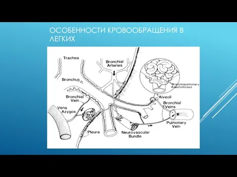 ОСОБЕННОСТИ КРОВООБРАЩЕНИЯ В ЛЕГКИХ