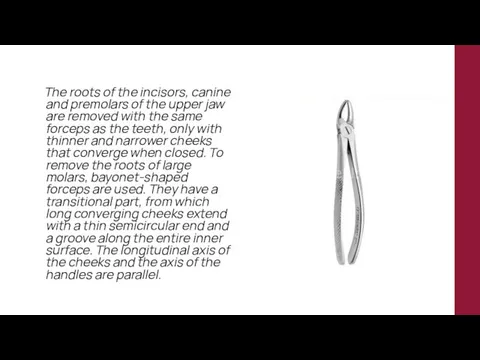 The roots of the incisors, canine and premolars of the