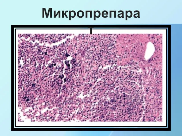 Микропрепарат