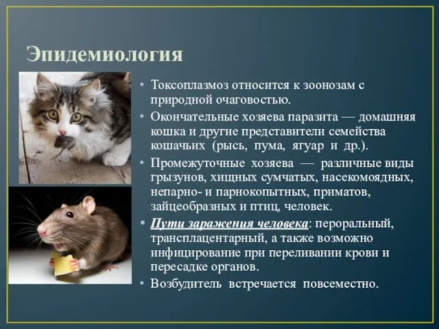 Эпидемиология Токсоплазмоз относится к зоонозам с природной очаговостью. Окончательные хозяева