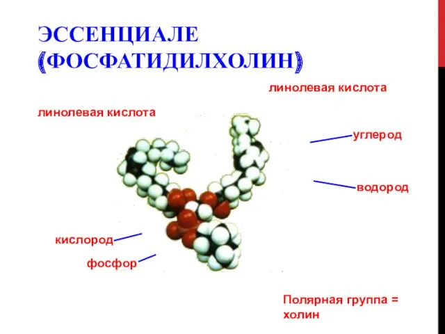 ЭССЕНЦИАЛЕ (ФОСФАТИДИЛХОЛИН) линолевая кислота линолевая кислота углерод водород Полярная группа = холин фосфор кислород