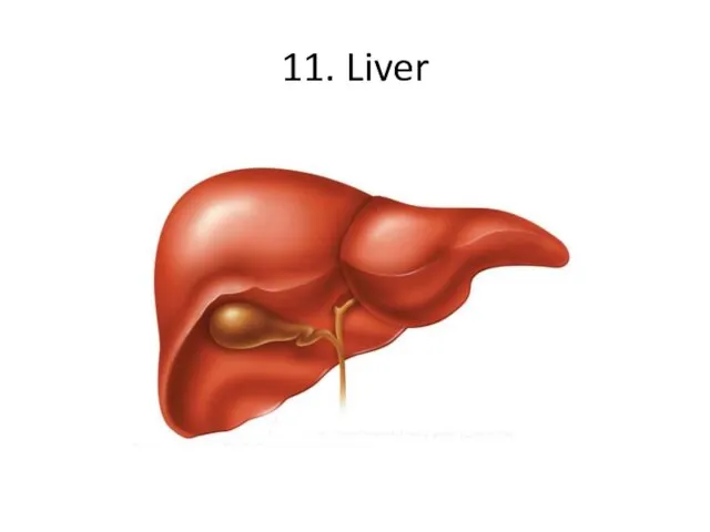 11. Liver