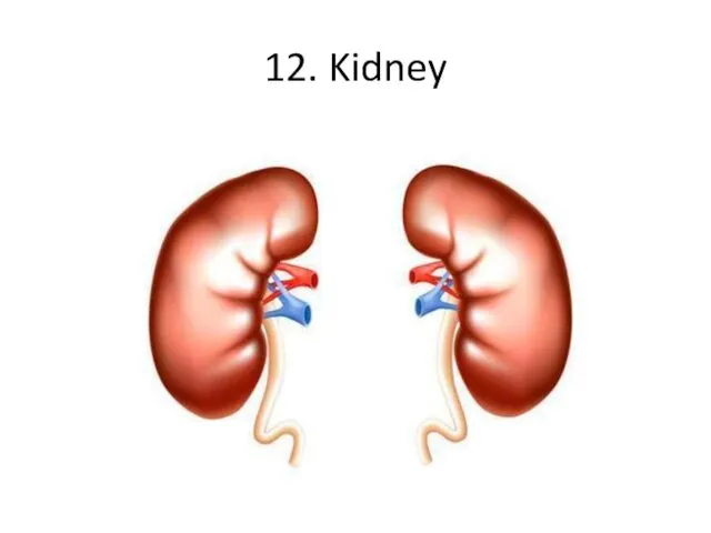 12. Kidney