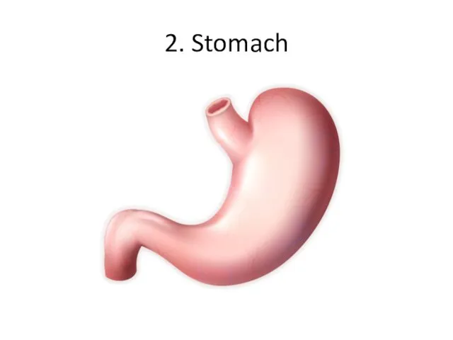 2. Stomach