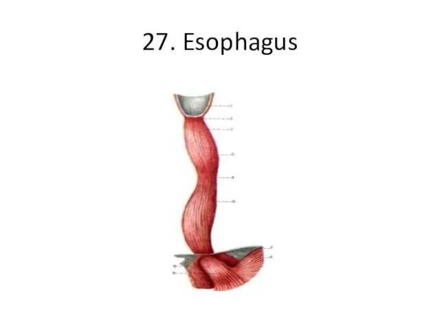 27. Esophagus