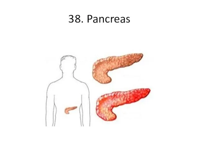 38. Pancreas