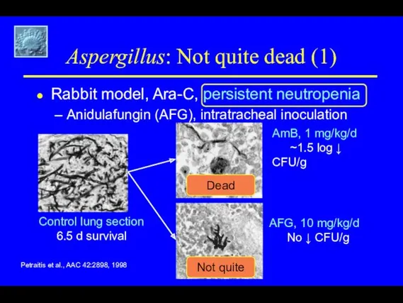 Aspergillus: Not quite dead (1) Rabbit model, Ara-C, persistent neutropenia