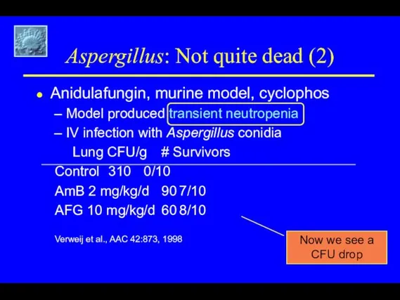 Aspergillus: Not quite dead (2) Anidulafungin, murine model, cyclophos Model