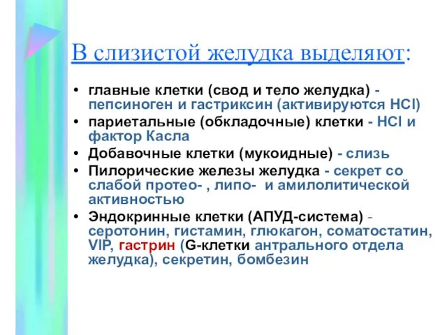 В слизистой желудка выделяют: главные клетки (свод и тело желудка) - пепсиноген и