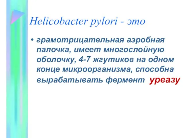 Helicobacter pylori - это грамотрицательная аэробная палочка, имеет многослойную оболочку, 4-7 жгутиков на