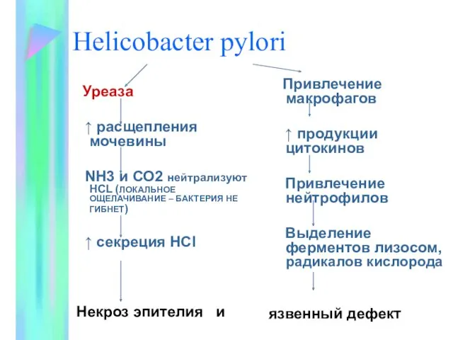 Helicobacter pylori Уреаза ↑ расщепления мочевины NH3 и СО2 нейтрализуют НСL (ЛОКАЛЬНОЕ ОЩЕЛАЧИВАНИЕ