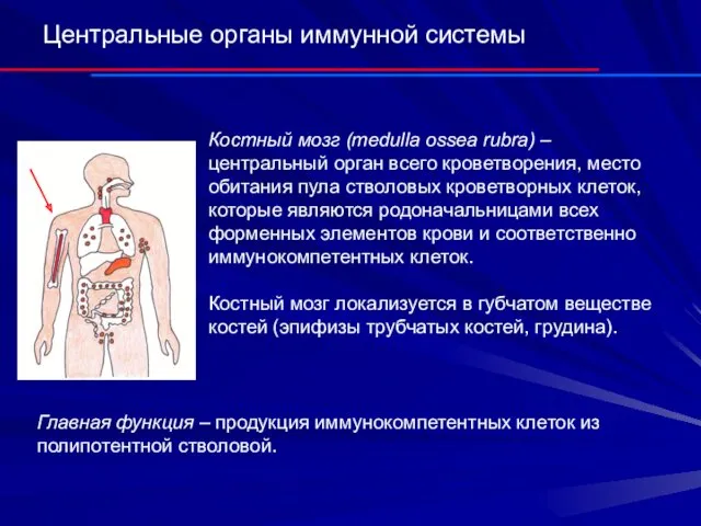 Центральные органы иммунной системы Костный мозг (medulla ossea rubra) –