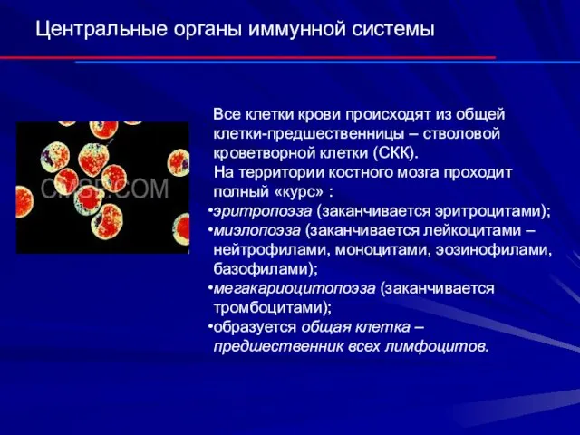 Центральные органы иммунной системы Все клетки крови происходят из общей