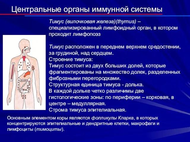 Центральные органы иммунной системы Тимус (вилочковая железа)(thymus) – специализированный лимфоидный