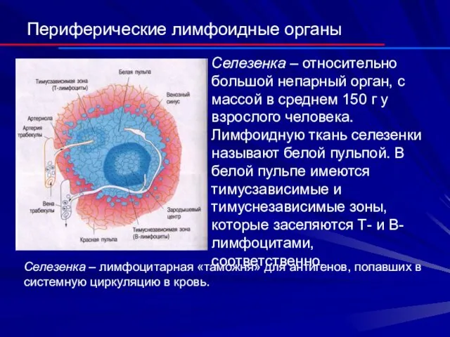 Периферические лимфоидные органы Селезенка – относительно большой непарный орган, с