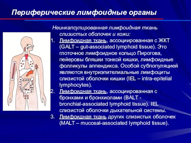 Периферические лимфоидные органы Неинкапсулированная лимфоидная ткань слизистых оболочек и кожи: