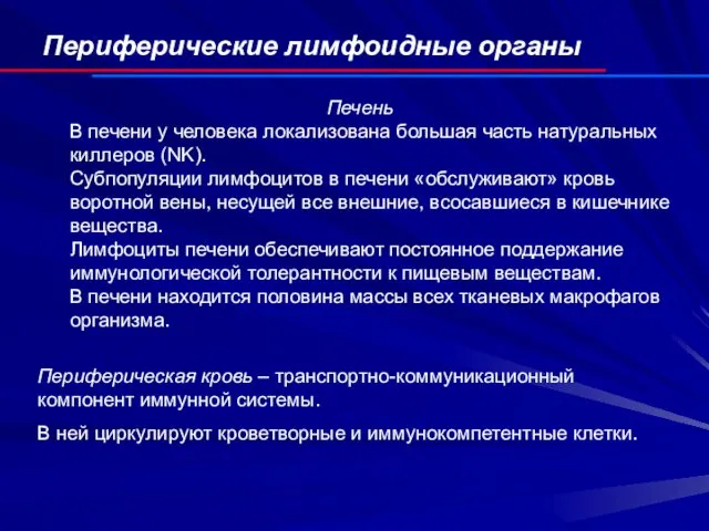 Периферические лимфоидные органы Печень В печени у человека локализована большая