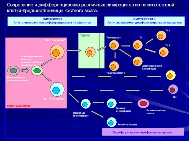 Созревание и дифференцировка различных лимфоцитов из полипотентной клетки-предшественницы костного мозга. Периферические лимфоидные органы