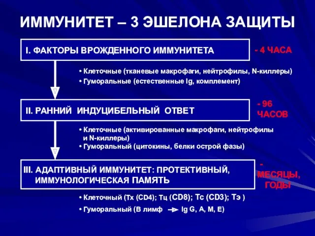 ИММУНИТЕТ – 3 ЭШЕЛОНА ЗАЩИТЫ I. ФАКТОРЫ ВРОЖДЕННОГО ИММУНИТЕТА II.