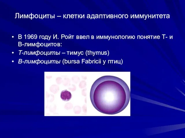 Лимфоциты – клетки адаптивного иммунитета В 1969 году И. Ройт