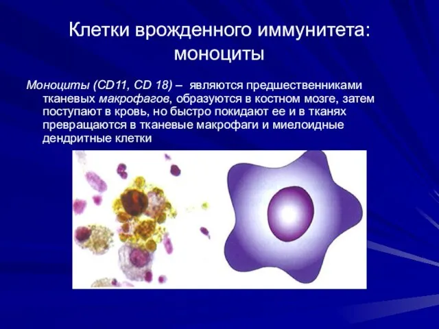 Клетки врожденного иммунитета: моноциты Моноциты (CD11, CD 18) – являются