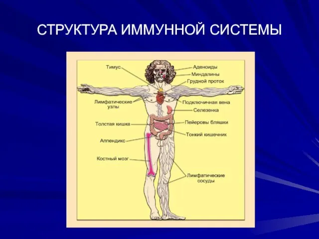 СТРУКТУРА ИММУННОЙ СИСТЕМЫ