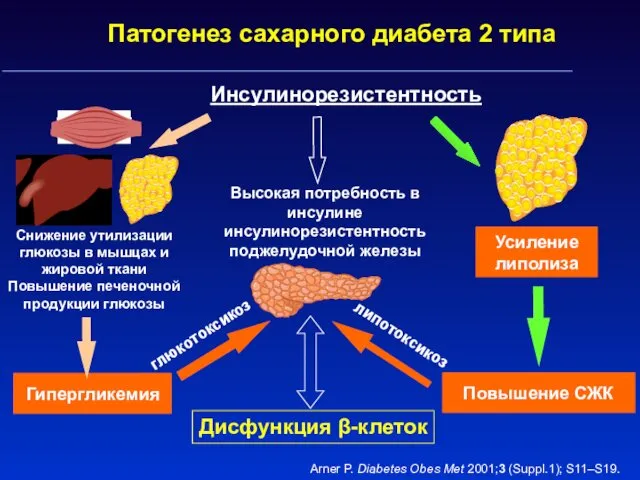 Усиление липолиза Снижение утилизации глюкозы в мышцах и жировой ткани