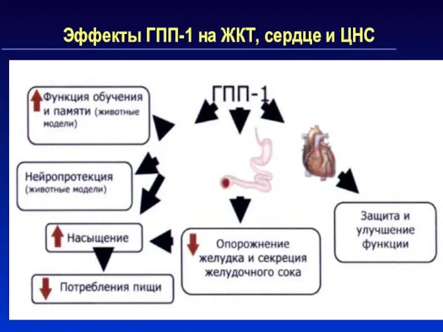 Эффекты ГПП-1 на ЖКТ, сердце и ЦНС