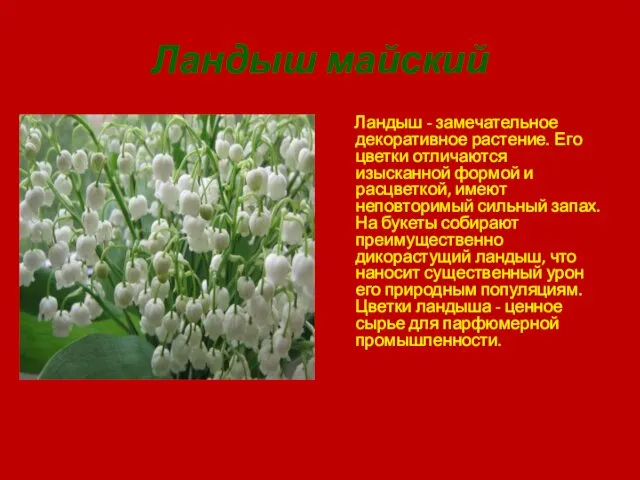 Ландыш майский Ландыш - замечательное декоративное растение. Его цветки отличаются изысканной формой и