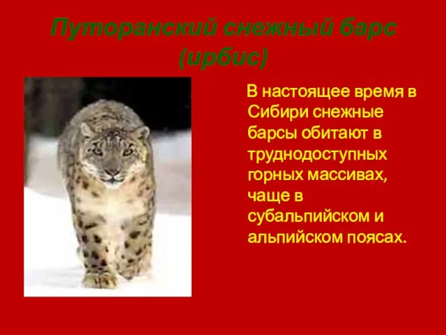Путоранский снежный барс(ирбис) В настоящее время в Сибири снежные барсы обитают в труднодоступных