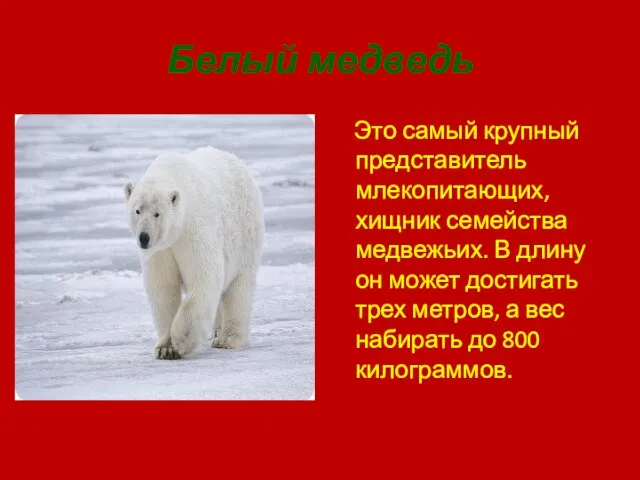 Белый медведь Это самый крупный представитель млекопитающих, хищник семейства медвежьих. В длину он