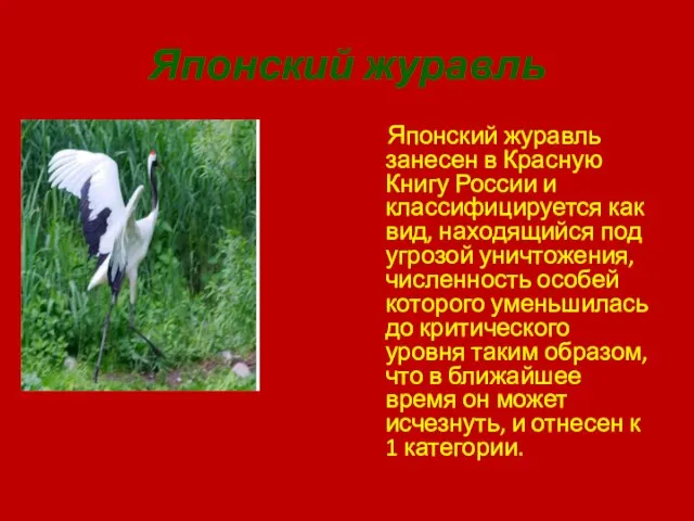 Японский журавль Японский журавль занесен в Красную Книгу России и классифицируется как вид,