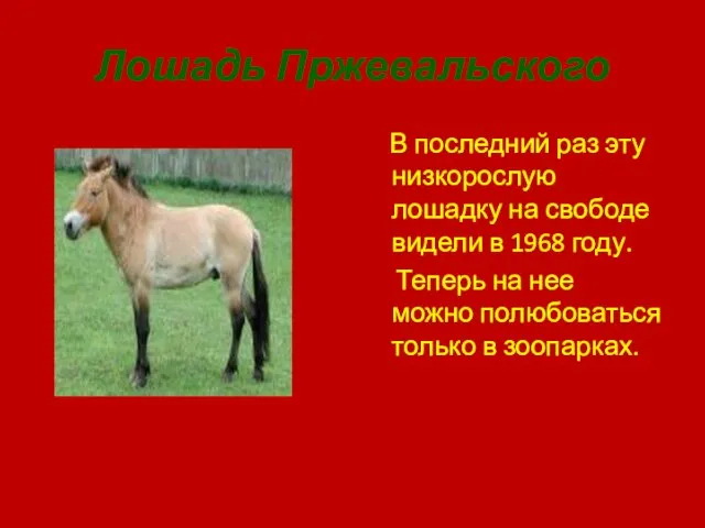 Лошадь Пржевальского В последний раз эту низкорослую лошадку на свободе видели в 1968