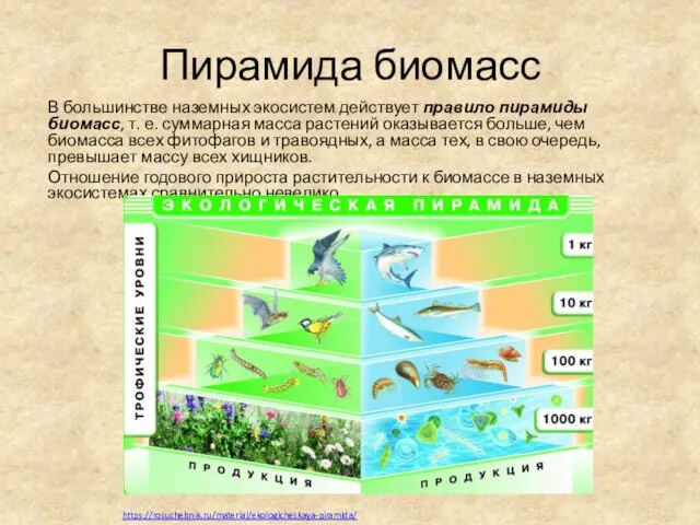Пирамида биомасс В большинстве наземных экосистем действует правило пирамиды биомасс,