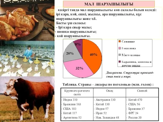 МАЛ ШАРУАШЫЛЫҒЫ қазіргі таңда мал шаруашылығы көп салалы болып келеді: