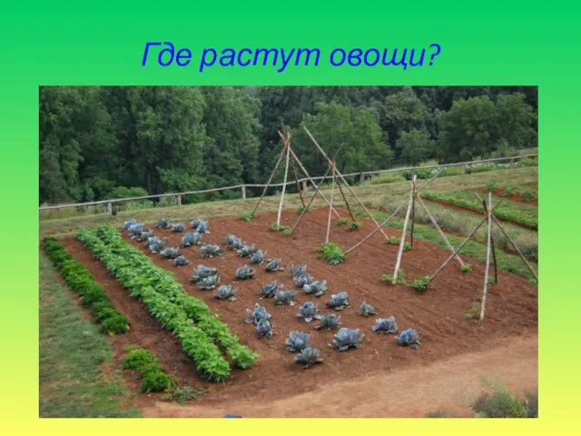 Где растут овощи?