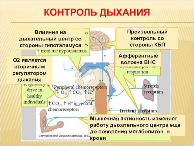 КОНТРОЛЬ ДЫХАНИЯ Произвольный контроль со стороны КБП Мышечная активность изменяет