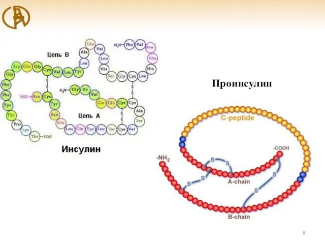 Проинсулин