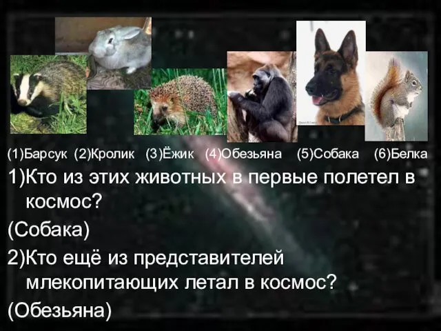 (1)Барсук (2)Кролик (3)Ёжик (4)Обезьяна (5)Собака (6)Белка 1)Кто из этих животных