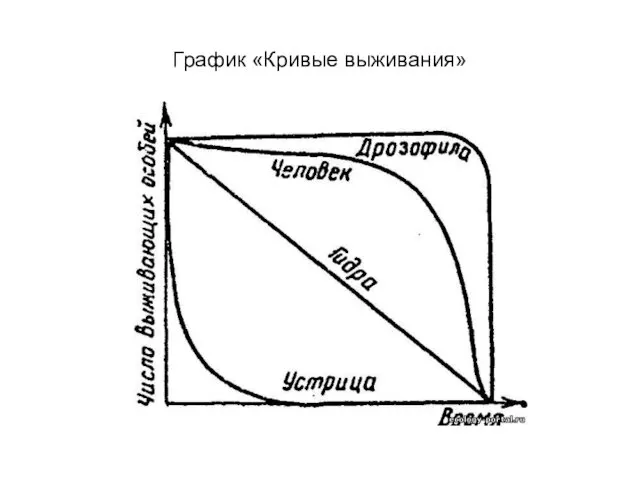 График «Кривые выживания»